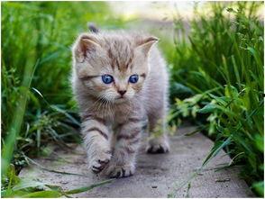 娱乐吃瓜酱猫糊糊,揭秘“酱猫糊糊”背后的故事