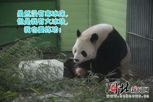 娱乐吃瓜熊猫,娱乐界新宠儿